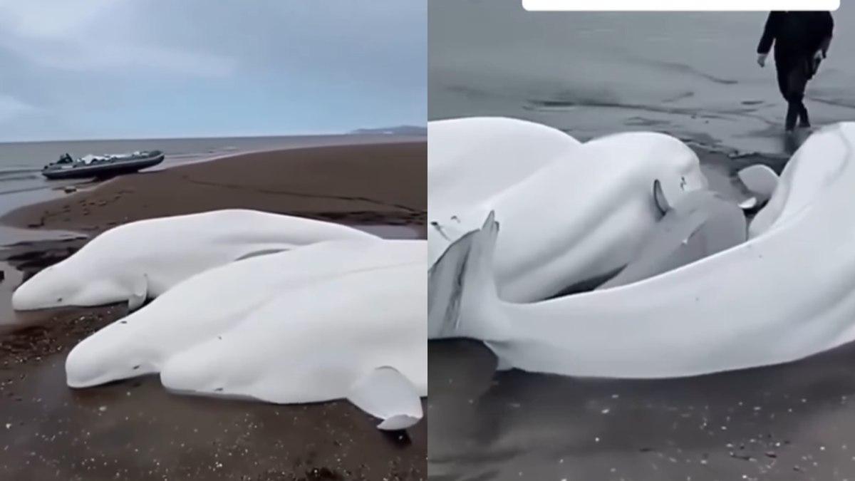 Os pescadores salvam cinco baleias acreditam na praia
