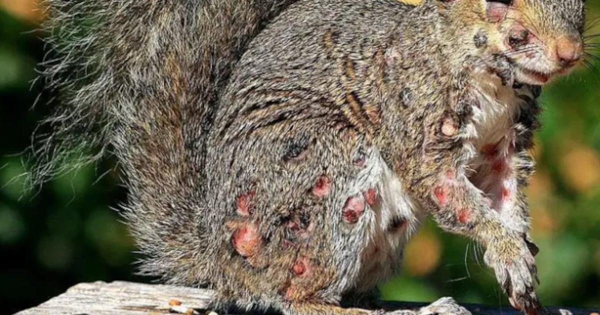 Os esquilos de zumbi de eu-compainha Zahlasela i-us-R7-R7